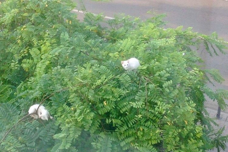 На вулиці Гаркуші рятувальники зняли з височезної акації двох муркотунів