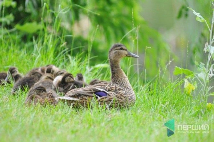Луцький фотограф «уполював» качину родину у Воротневі