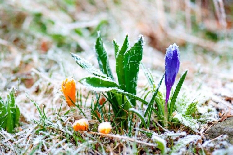 Погода на понеділок, 19 квітня: вночі на поверхні ґрунту синоптики прогнозують заморозки 
