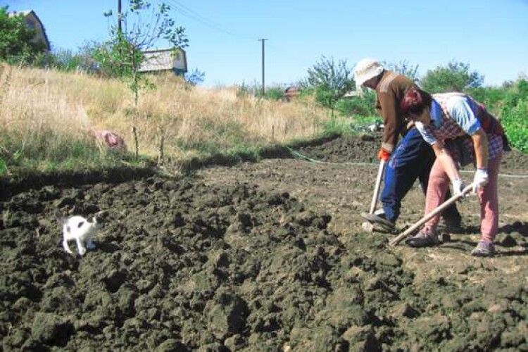 Повідомили, скільки волинських сімей мають городи
