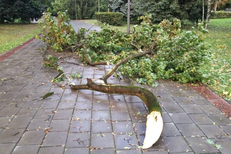 На Меморіалі в Луцьку вітер зламав величезну гілку (фото)