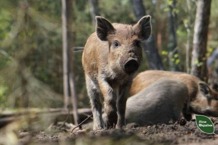На Волині знову підтвердився випадок африканської чуми свиней 