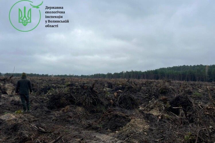 На Волині незаконно вирубали майже 7 тисяч дерев 