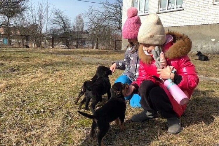 Як учні волинського ліцею рятують багатодітну собачу родину (Відео)