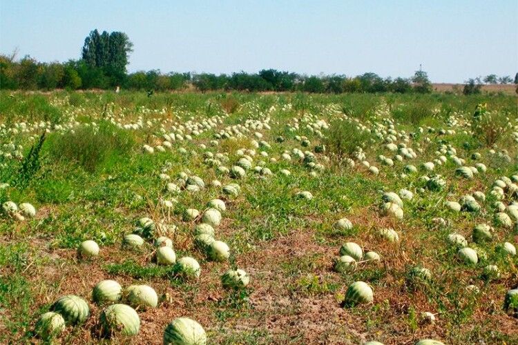 На Рівненщині готуються збирати врожай кавунів