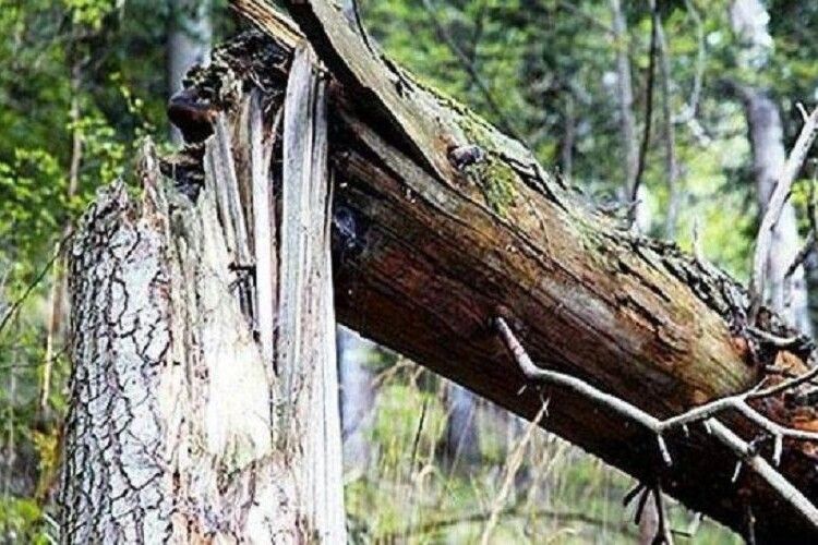 У лісі на Волині загинув 65-річний чоловік