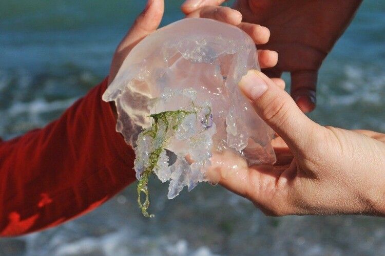 «Руки медузи»: волинян теж пощипують