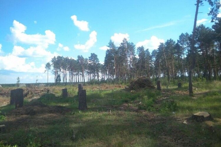 У селі на Волині невідомі незаконно зрубали 698 дерев, щоб збудувати там хати