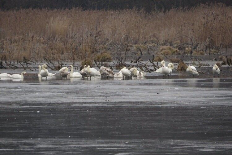 На річці Путилівці зимує 40 лебедів