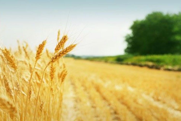 На Волині фермери самовільно зайняли ділянку у 18 гектарів