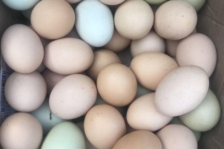Кури волинянки несуть кольорові яйця (Фото)