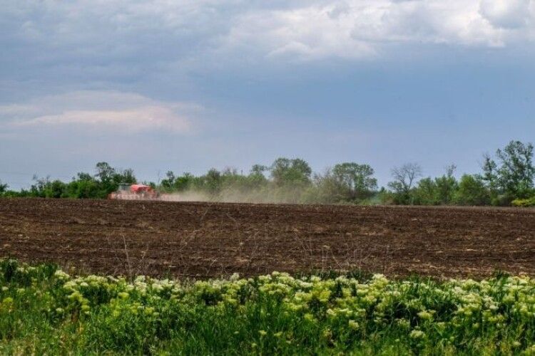 Науковці кажуть, що погода в Україні сприяє врожаю