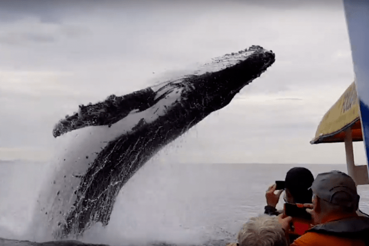 В Австралії гігантський кит налякав туристів (Відео)