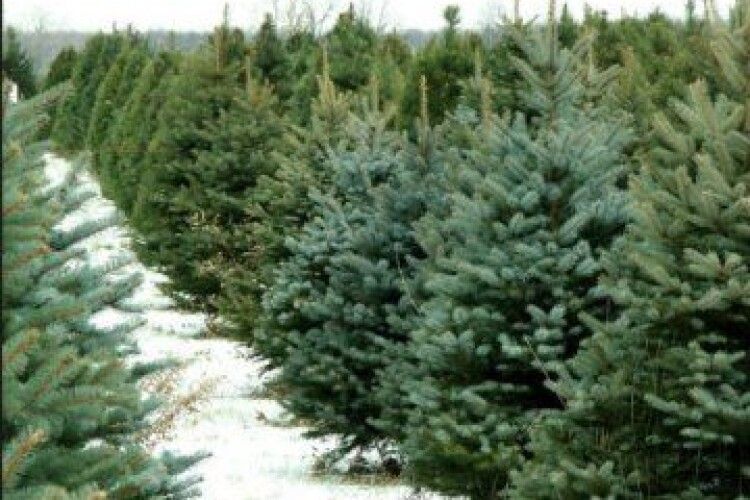 Найбільше новорічних дерев заготують на Волині