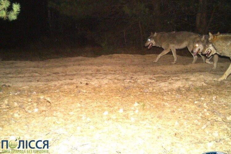 У Чорнобилі фотопастка зафіксувала вовчу зграю