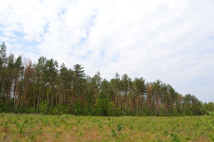 На Волині у державну власність повернуто 60 га земель лісового фонду вартістю 70 млн грн