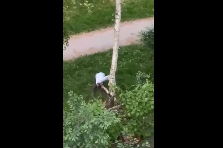 Лучанин спиляв собі дерево (Відео)