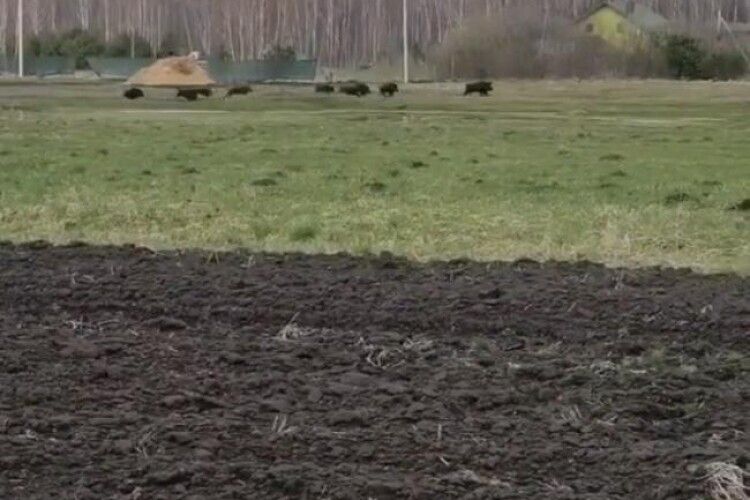 На Рівненщині стадо диких тварин бігло через село (Відео)