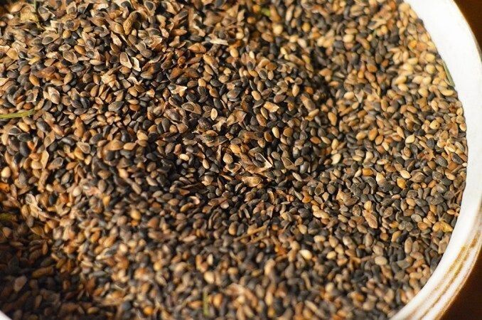 Щоб отримати мішок насіння, треба обробити тонни шишок.