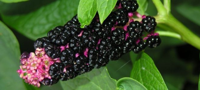 Ягоди лаконоса американського містять отруйні речовини.