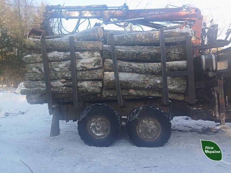 Виявлено 36 м³ деревини породи граб.