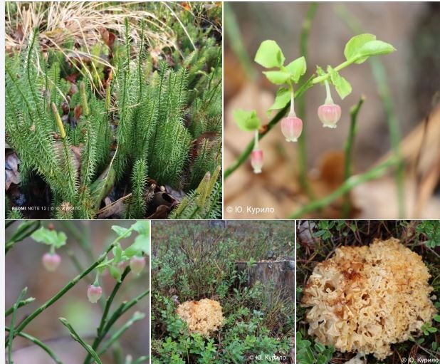 Фото: National Park «Prypiat-Stokhid».