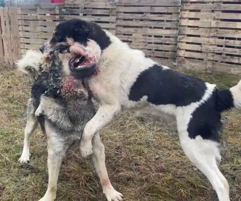 Деталі цього жорстокого випадку з’ясовують правоохоронці. Фото: Сніжана БУГРІК/Facebook.
