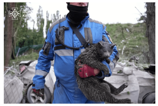 Фото: ДСНС Києва.