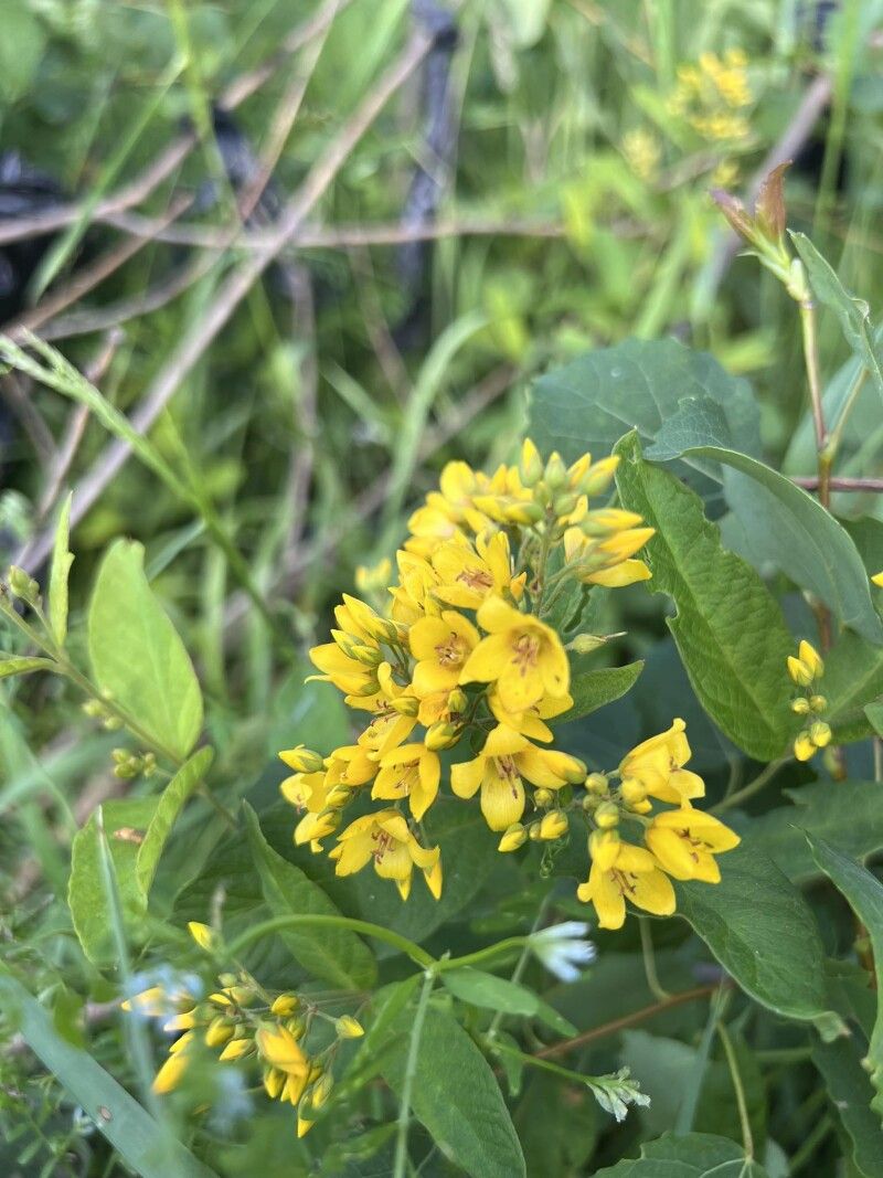 Вербозілля (Lysimachia)