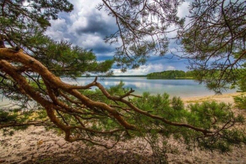 Мальовниче озеро Кримно має свою родзинку: тут, як і на Світязі, є острів з незайманою природою.