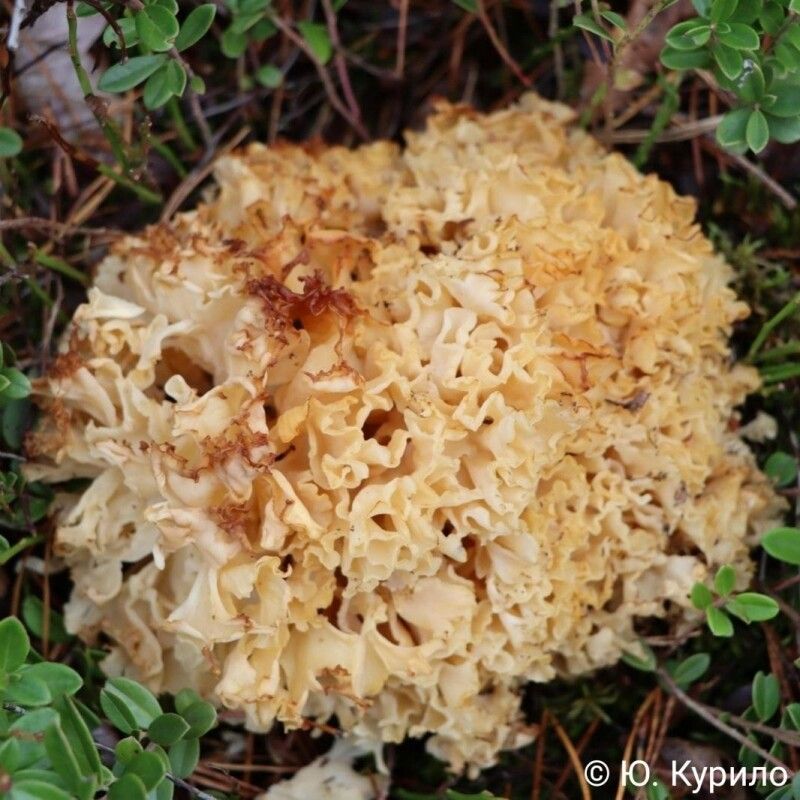 Фото: National Park «Prypiat-Stokhid».