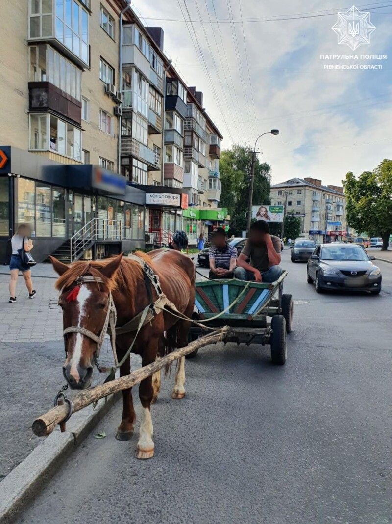 Кінь не винен, що фурман тепер заплатить чималий штраф... Фото з фейсбук-сторінки Патрульної поліції Рівненської області.