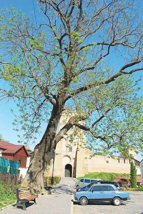 Одне з найстаріших дерев Луцька віком  понад 200 років росло на вулиці Кафедральній поблизу замку Любарта.