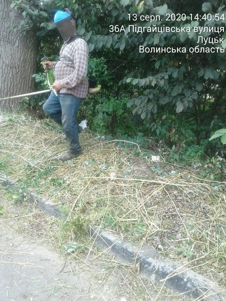 На вулиці Підгайцівській зарослі борщівника ліквідували.