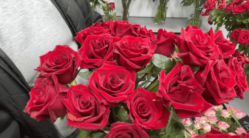 Троянди сорту «експлорер». Суспільне Луцьк