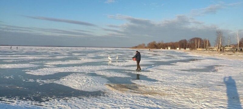  Працівники парку також стежать за станом води, аби лебеді могли знайти відкриті ділянки для відпочинку.