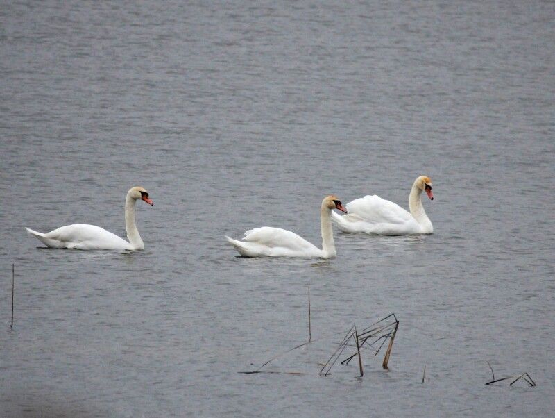 Зимові сюрпризи.