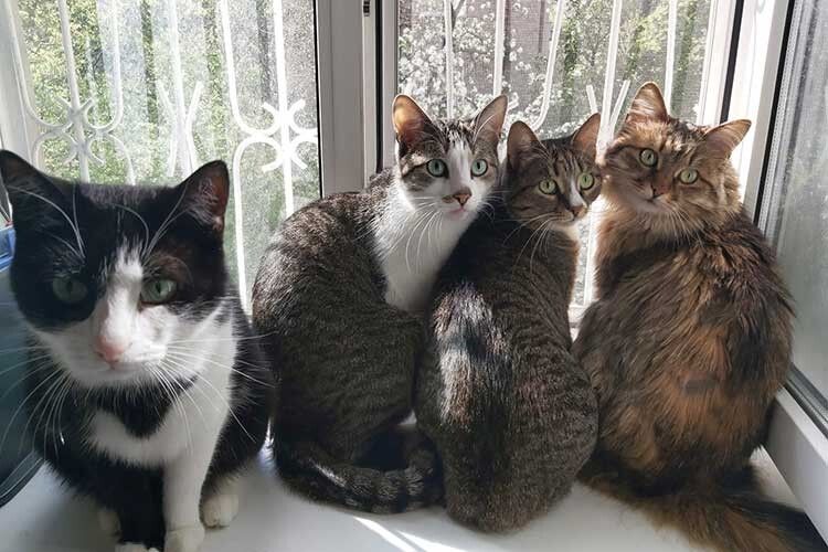 Закохані привезли з війни чотирьох кошенят.  Фото із фейсбук­сторінки Ольги Гальченко.