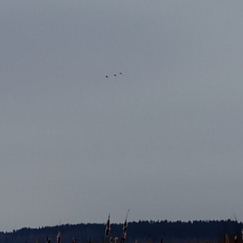 Ось вони – перші журавлі, які повертаються з вирію. Фото: НПП «Прип'ять-Стохід».