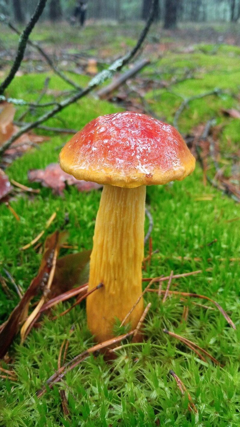 Ось він – боровик золотистий (лат. Aureoboletus projectellus). Фото: uk.wikipedia.org.