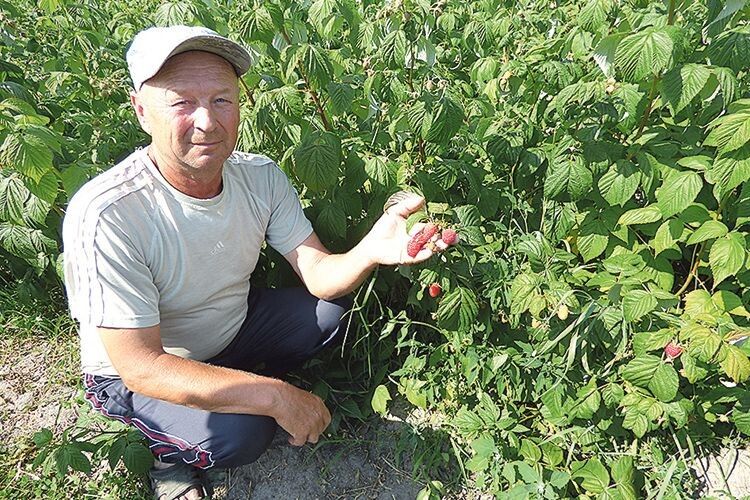 Анатолій Комзюк уже сім років вирощує малину.
