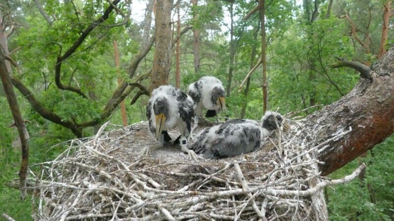 Фото: Шацький природний національний парк.