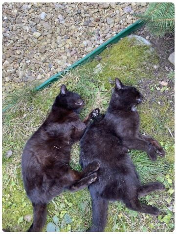 Отруєння тварин викликає тривалу та болісну смерть, що свідчить про черствість серця та відсутність милосердя, які є гріхом із точки зору церкви.