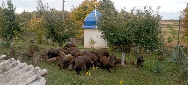 Дикі свині привели до волинянки 27 поросят!