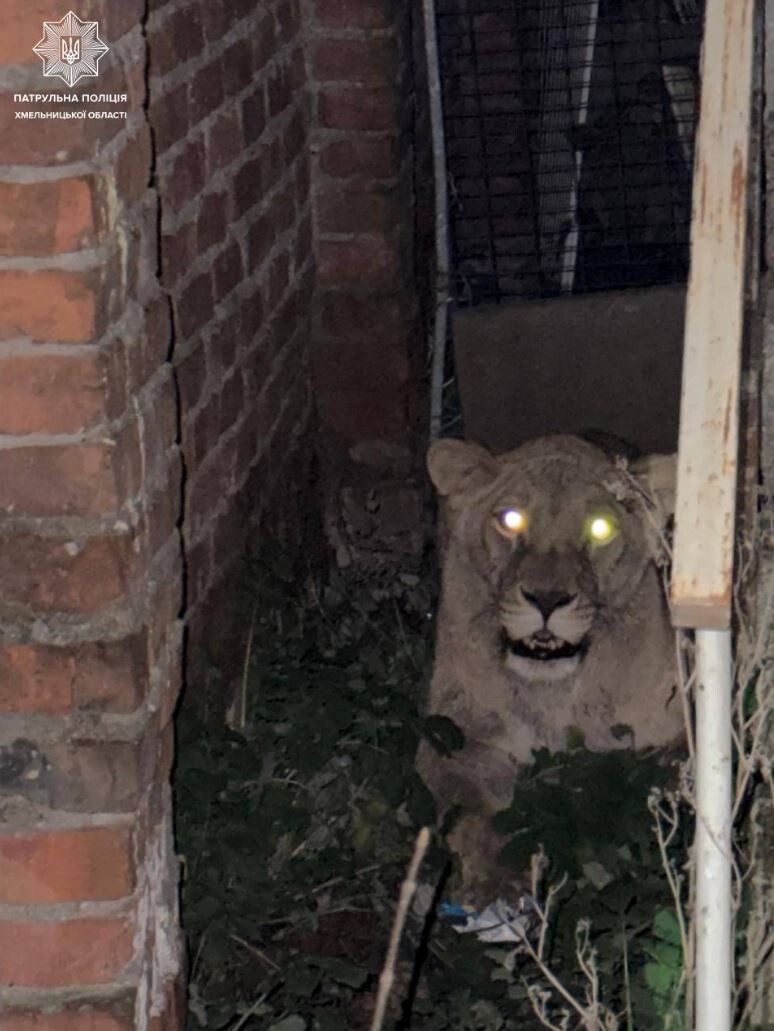 Фото: Патрульна поліція Хмельниччини.