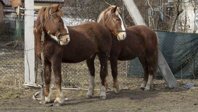 Коні Каштан і Білик. Суспільне Луцьк.