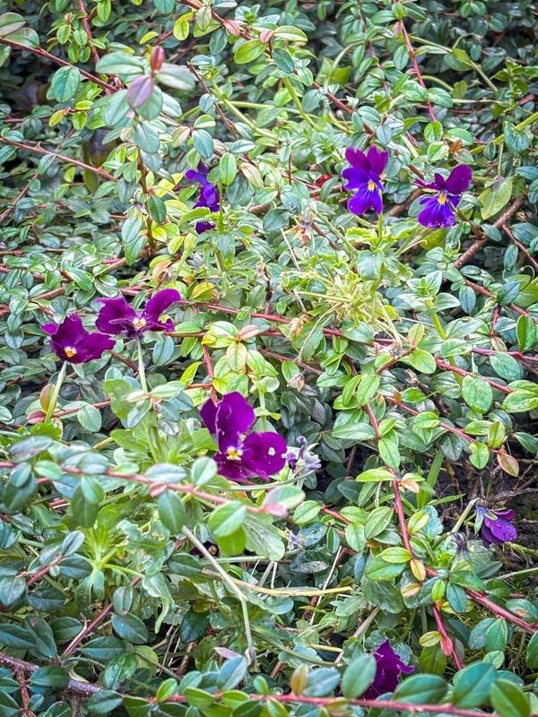 Фото: pravoslaviavolyni.org.ua.