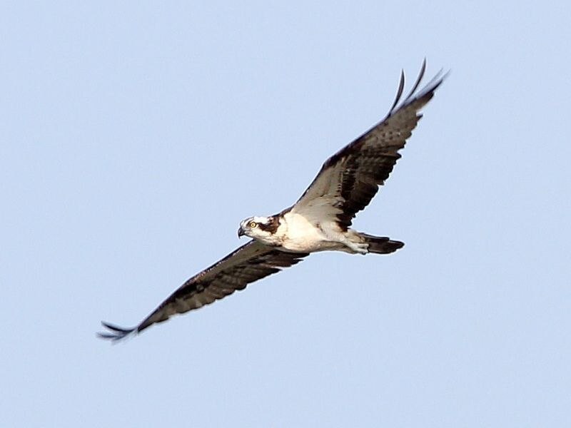 У польоті – скопа (Pandion haliaetus)