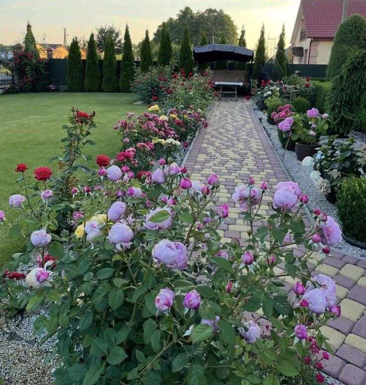 Влітку обійстя Михальчуків у любешівських Міжгайцях впізнане трояндовим цвітом.