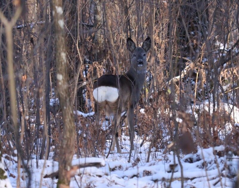 Козуля Європейська (Capreolus capreolus).